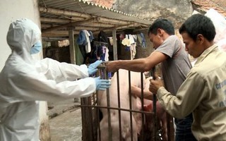 Trích ngân sách trung ương hỗ trợ địa phương chống dịch tả lợn châu Phi 