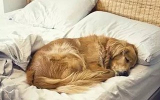 Lý do các chú cún thích leo lên giường