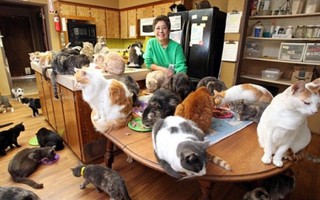 Người phụ nữ sống với hơn 1.000 chú mèo