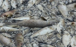 Đến cá 36 kg ở Hồ Tây cũng chết, nguyên nhân chưa hẳn do thiếu oxy