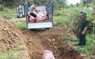 Thực hiện nghiêm ngặt các biện pháp phòng dịch tả lợn châu Phi