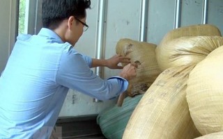 Hưng Yên: Bắt giữ và tiêu hủy hơn 2 tấn nội tạng lợn hôi thối