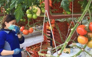 Úc có nhà kính trồng cà chua bằng nước biển