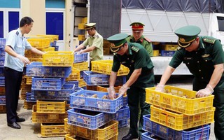 Quảng Ninh: Bắt giữ đối tượng vận chuyển hơn 22.000 con gà giống nhập lậu
