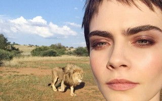 Siêu mẫu Delevingne cả gan chụp ảnh "tự sướng" bên sư tử hoang