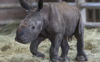 Mỹ: Tê giác trắng phương Nam đầu tiên sinh ra bằng thụ tinh ống nghiệm