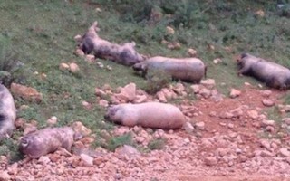 Nạn lợn chết 'khủng bố' dân vùng biên Lạng Sơn