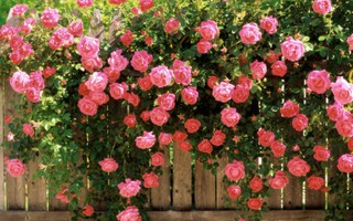 Chiêm ngưỡng vườn hồng tư nhân lớn nhất thế giới