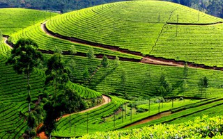 Ghé thăm Sri Lanka để ngắm “biển” trà xanh trên núi