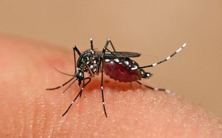 TPHCM: 9 người tử vong do sốt xuất huyết