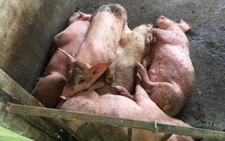 Thêm 2 ổ dịch tả lợn châu Phi ở Hưng Yên, FAO hỗ trợ khẩn cấp Việt Nam