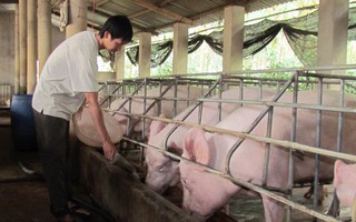 Xác định 2 ổ dịch tả lợn châu Phi tại Thái Bình và Hưng Yên