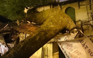 Cây sấu đường Điện Biên Phủ đổ vào nhà dân trong đêm gió rét 