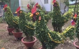 5 mẫu cây cảnh 'độc' lạ cho Tết Đinh Dậu