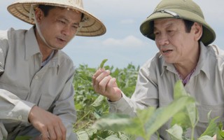 Việt Nam xuất hiện vùng trồng đậu nành dược liệu đủ điều kiện xuất khẩu sang châu Âu và Mỹ