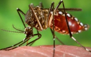 Chuyên gia chỉ cách phân biệt bị nhiễm Zika và cảm cúm