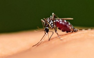 Bệnh não nhỏ do muỗi đốt đe dọa VN