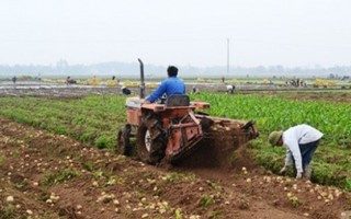 Giúp nông dân liên kết sản xuất