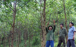 Cấp chứng chỉ rừng để quản lý rừng bền vững