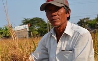 Nông dân Tiền Giang thất mùa nặng vì hạn