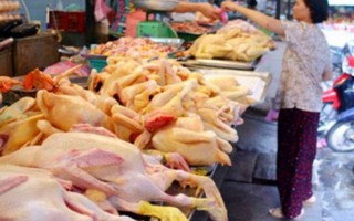 Thịt gà từ nhiều lò mổ ở TPHCM nhiễm khuẩn gây tiêu chảy