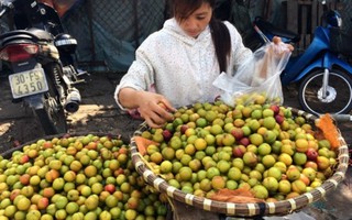 Phân biệt mận Trung Quốc 'đội lốt' Việt Nam 