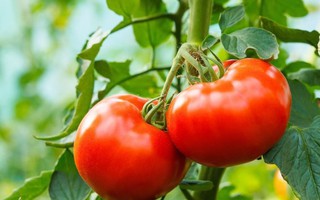 7 tác dụng phụ ít biết khi ăn cà chua