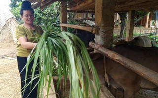 Nguồn vốn chính sách giúp bà con dân tộc, miền núi Lào Cai thoát nghèo bền vững