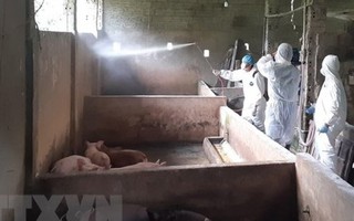 Hà Giang nỗ lực xử lý dập dịch tả lợn châu Phi