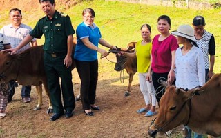 Kon Tum: Tặng bò giống sinh sản cho phụ nữ nghèo 