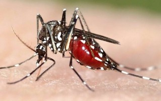 Phát hiện một loại hoạt chất có tác dụng kháng virus Zika