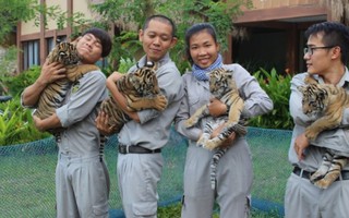 Hổ quý Bengal đã chào đời tại Vinpearl Safari