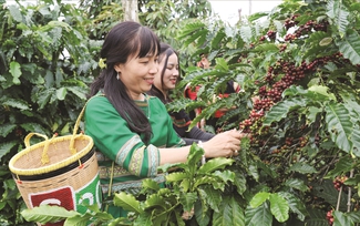 Liên kết chuỗi sản xuất cà phê tạo lực đẩy cho phụ nữ dân tộc thiểu số và miền núi Tây Nguyên