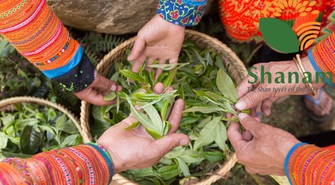 Nỗ lực đưa chè Shan Tuyết vươn xa