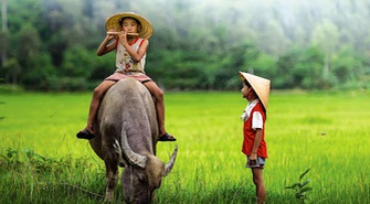 Bức tranh thôn quê yên ả, thanh bình qua những câu ca dao, tục ngữ chứa hình ảnh con trâu