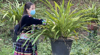 Có “của ăn, của để” nhờ trồng địa lan