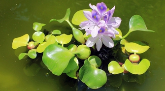 Mùa lục bình nở hoa
