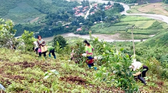 Mường Chà khuyến khích người dân trồng rừng gắn với phát triển kinh tế