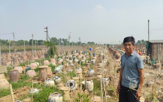 Người dân làng quất cảnh Tứ Liên: "Năm nay chúng tôi coi như không có Tết"