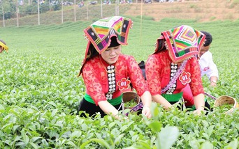 
Người phụ nữ xây dựng thương hiệu chè Phổng Lái, tạo việc làm cho hàng ngàn lao động 