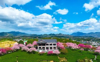 Chùm ảnh hoa anh đào bừng nở khắp nơi trên thế giới