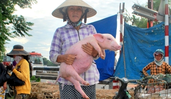 Độc đáo chợ "phụ nữ bồng heo" ở xứ Quảng