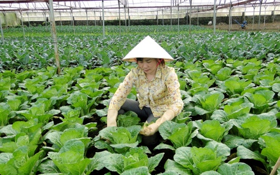 Lai Châu: Phụ nữ làm giàu từ nông nghiệp xanh