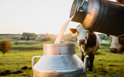 Ngành sữa Australia - cung cấp thực phẩm an toàn vì một thế giới khỏe mạnh