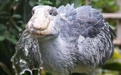 Cò Shoebill: Nhìn xấu xí nhưng lại ăn thịt được cả linh dương và cá sấu