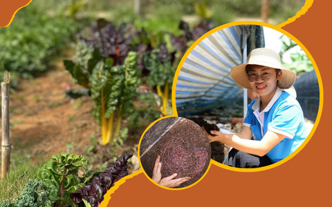 Vượt qua sự hoài nghi để thành công với mô hình nuôi trùn quế