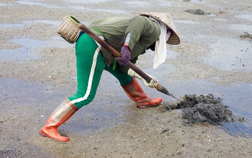 Săn “vàng ròng” giữa lòng di sản thế giới