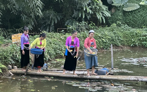 Người phụ nữ Mường Vang biến ước mơ hữu cơ thành sức mạnh tập thể