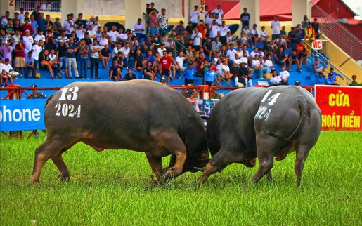 Tăng mức thưởng cho Lễ hội chọi trâu Đồ Sơn