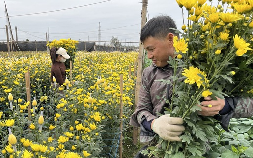 Làng hoa Tây Tựu nhộn nhịp vào vụ Tết sau những tháng ngày thiệt hại nặng nề vì thiên tai